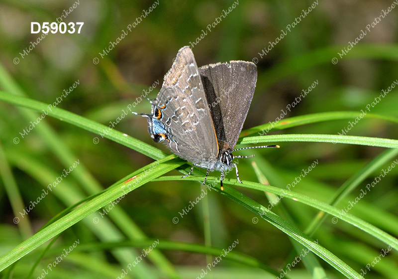 Hickory Hairstreak (Satyrium caryaevorus)